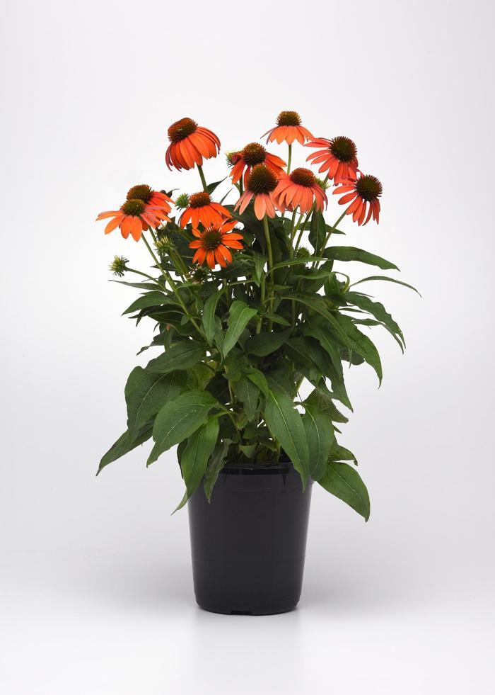 Echinacea Artisan&trade; Soft Orange