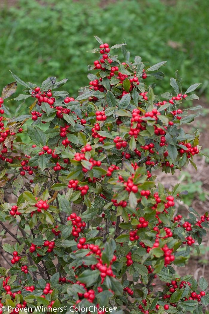 Ilex verticillata Little Goblin&reg; Red