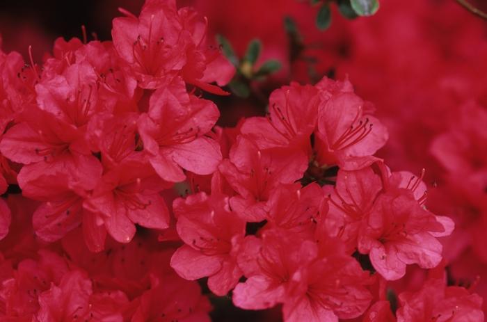 Azalea Hino-Crimson