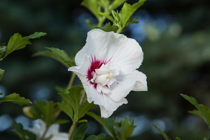 Hibiscus syriacus First Editions&reg; Bali&trade;