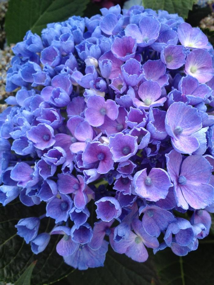 Hydrangea macrophylla Let's Dance&reg; Rhythmic Blue&reg;