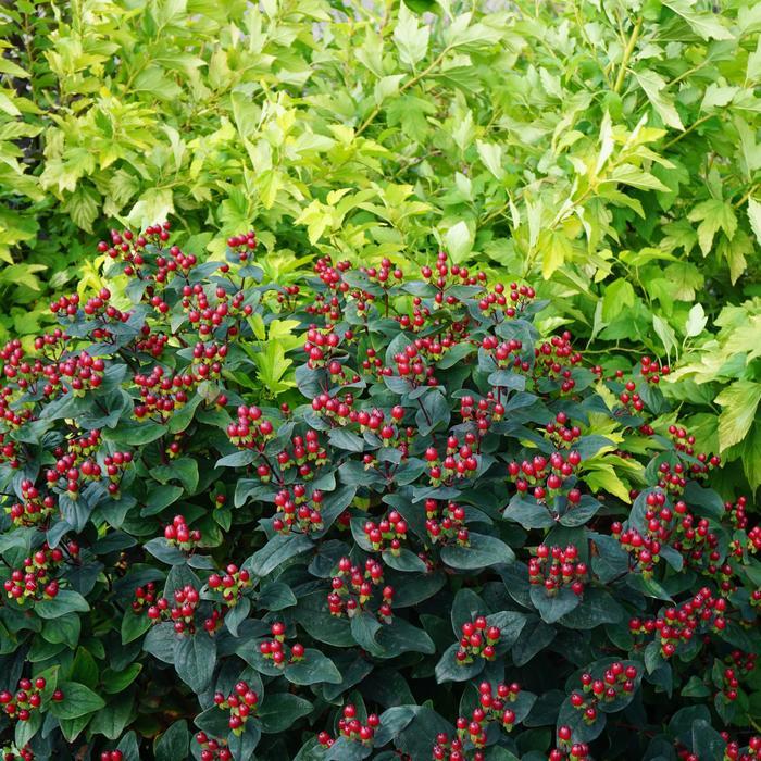 Hypericum x inodorum Magical&reg; Midnight Glow