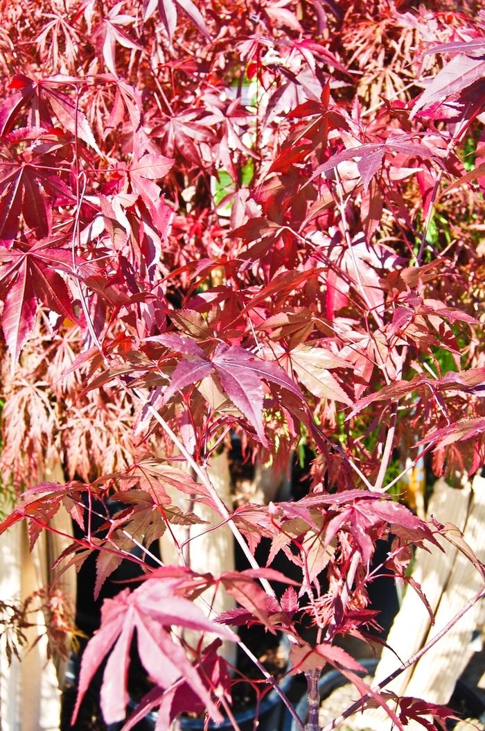 Acer palmatum Emperor 1&reg;