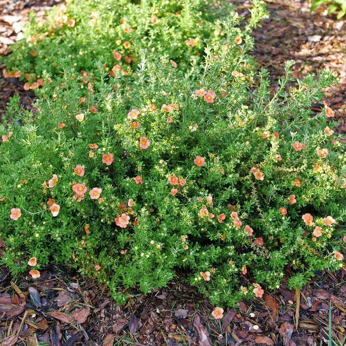 Potentilla fruticosa Happy Face&reg;
