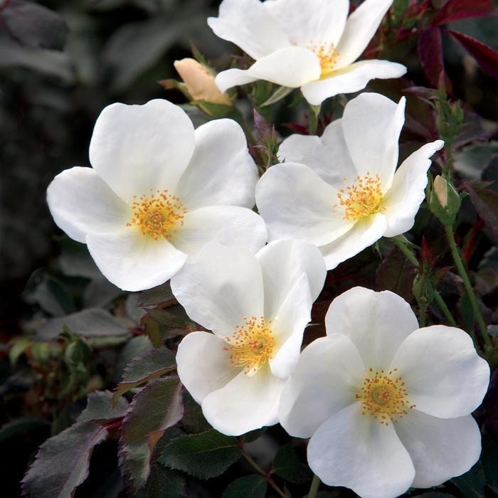 Rosa Knock Out&reg; White