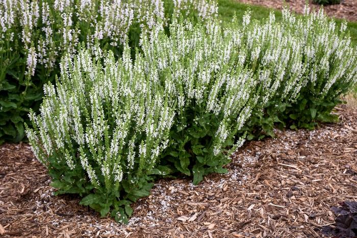 Salvia nemorosa Snow Hill