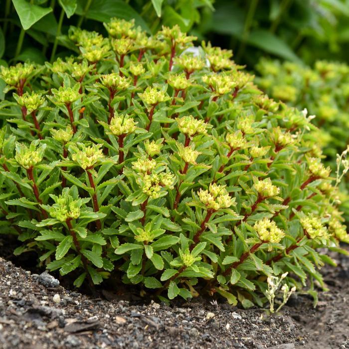 Sedum Rock 'N Round&trade; Bright Idea