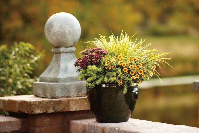 Sedum Rock 'N Grow&reg; Popstar