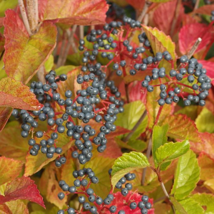 Viburnum dentatum Chicago Lustre&reg;