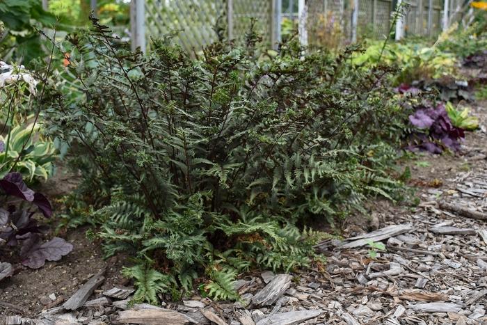 Athyrium niponicum 