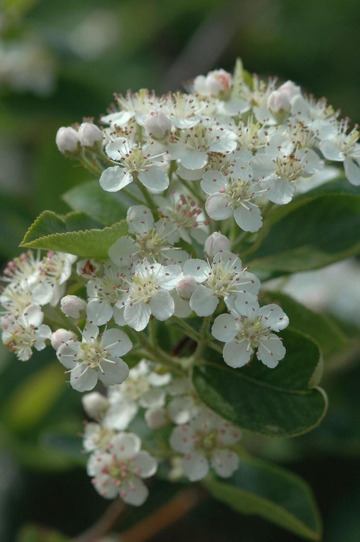 Aronia melanocarpa 