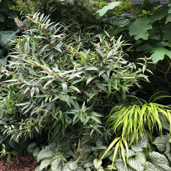 Leucothoe axillaris Rejoyce