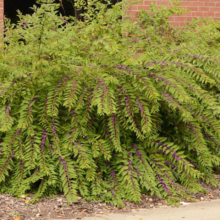 Callicarpa dichotoma Issai