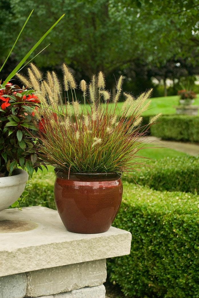Pennisetum alopecuroides Burgundy Bunny
