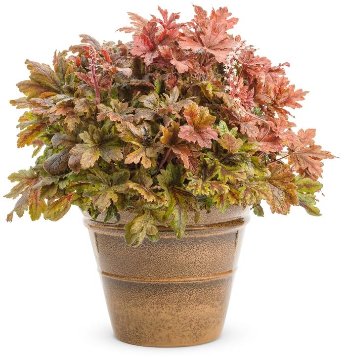 Heucherella Fun and Games&reg; Hopscotch