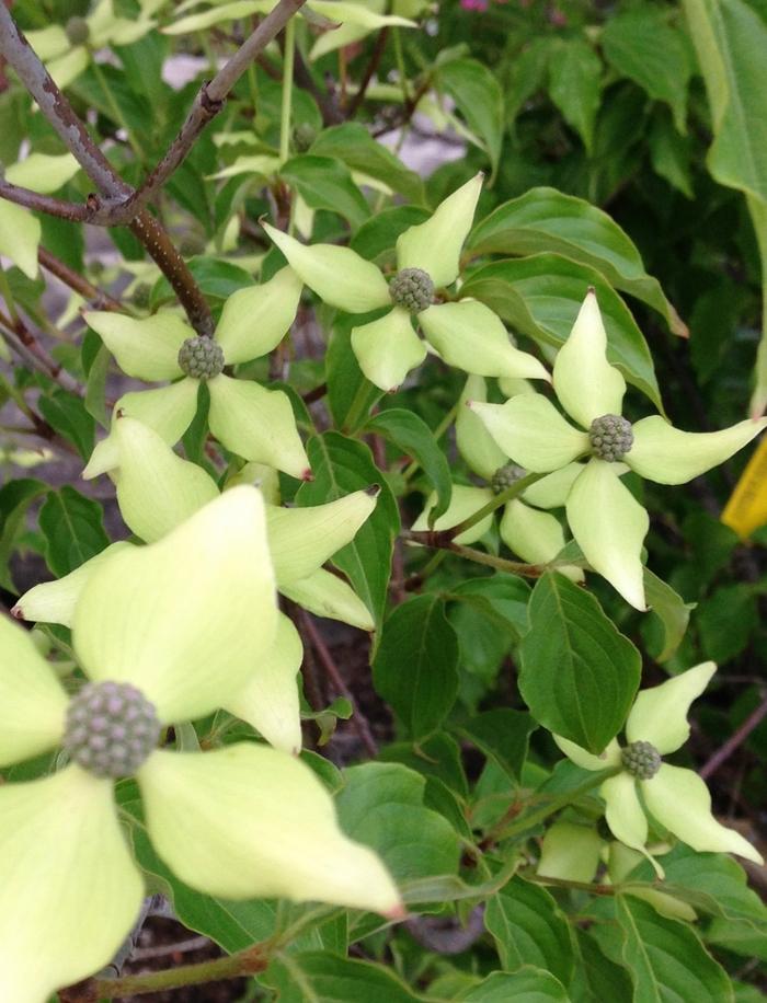Cornus kousa chinensis 