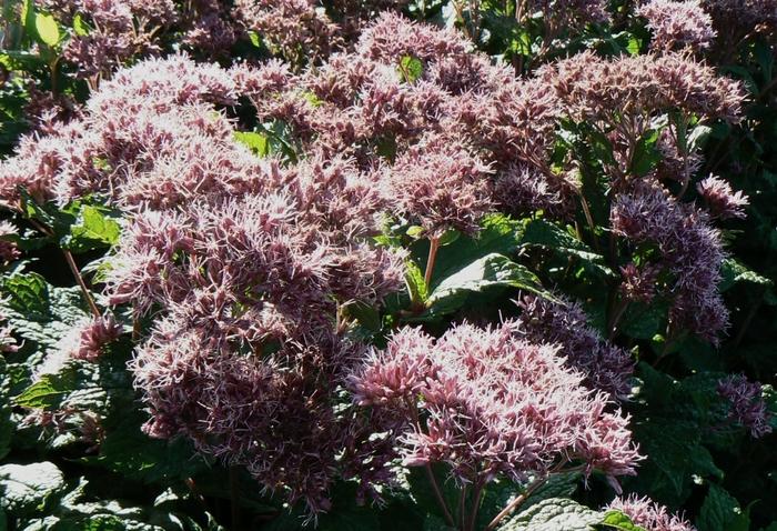 Eupatorium dubium Little Joe