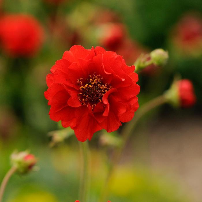 Geum flore-plena Blazing Sunset