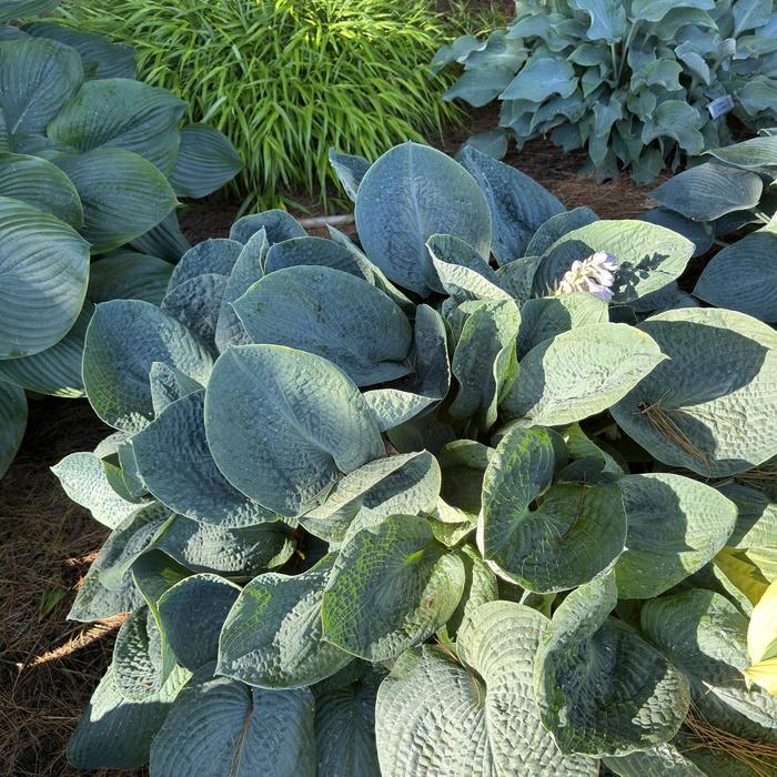 Hosta Big Daddy