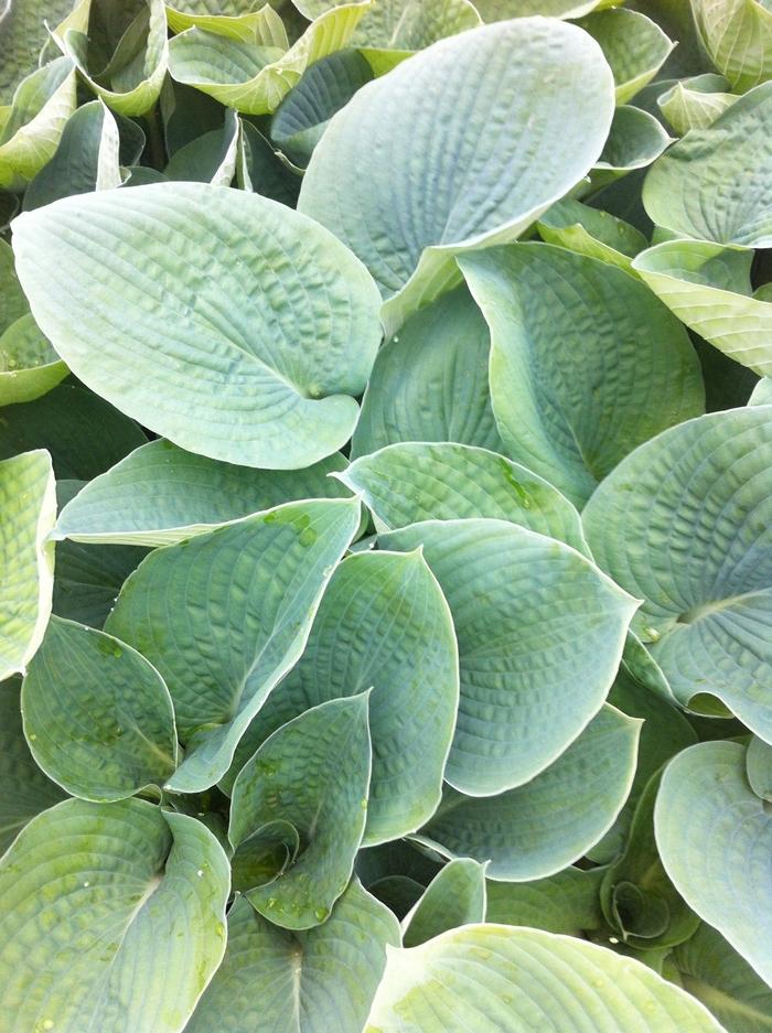 Hosta Bressingham Blue
