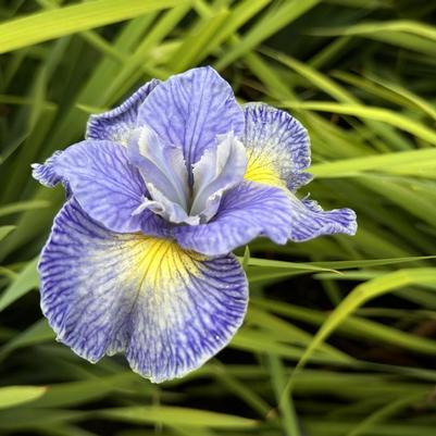 Iris sibirica Cape Cod Boys