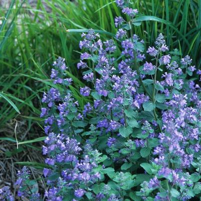 Nepeta racemosa Blue Wonder