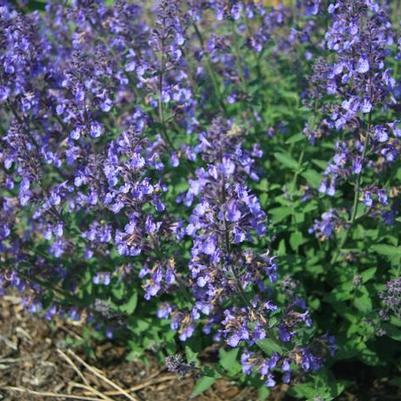 Nepeta x faassenii Junior Walker&trade;