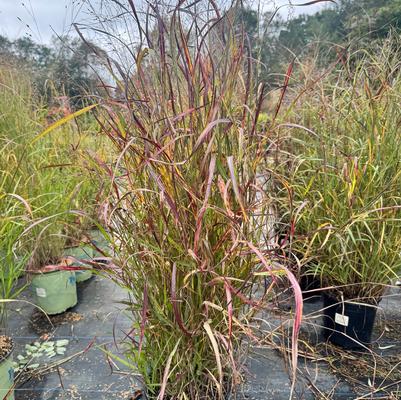Panicum virgatum Ruby Ribbons