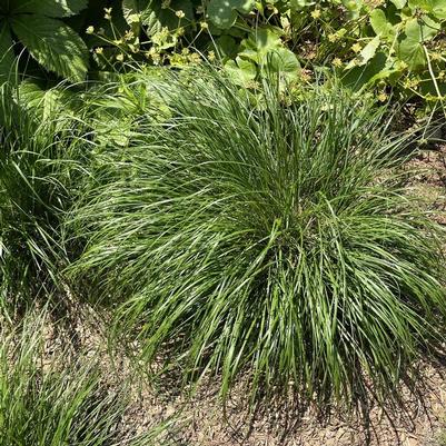 Pennisetum alopecuroides Piglet