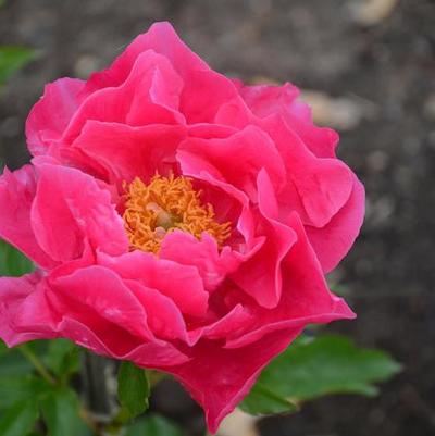 Paeonia Paula Fay