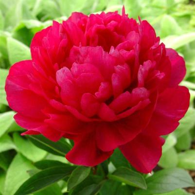 Paeonia lactiflora Red Sarah Bernhardt