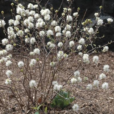 Fothergilla gardenii Blue Mist