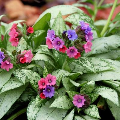 Pulmonaria Silver Bouquet