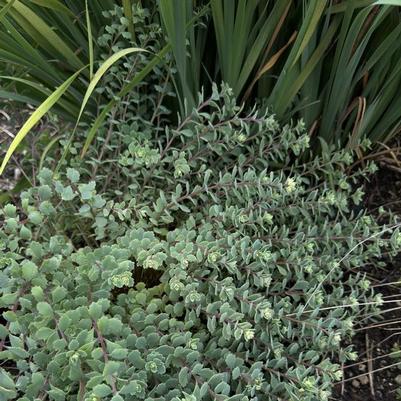Sedum cauticola Steel The Show