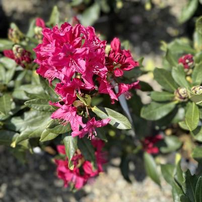 Rhododendron Nova Zembla