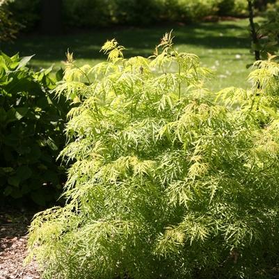 Sambucus racemosa Lemony Lace&reg;