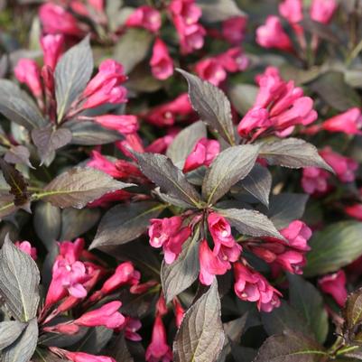 Weigela florida Spilled Wine&reg;