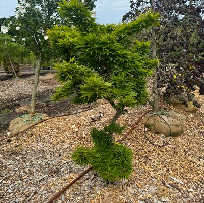 Acer palmatum Mikawa Yatsubusa