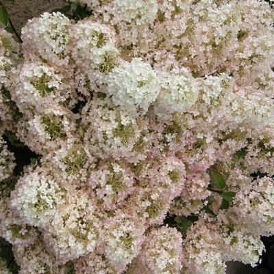 Hydrangea paniculata Bobo&reg;