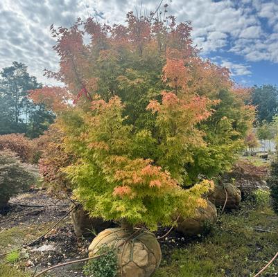 Acer palmatum Sango kaku