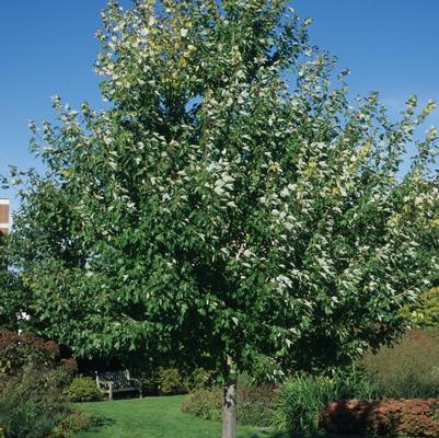 Acer rubrum Red Sunset&reg;