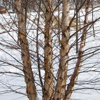Betula nigra Heritage&reg;