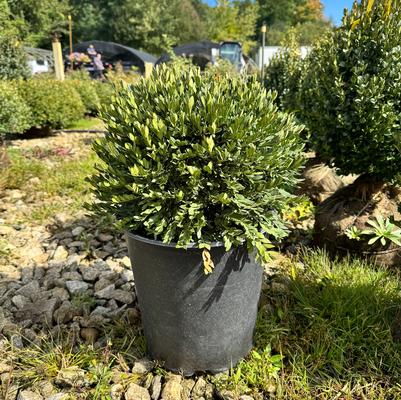 Buxus Green Gem