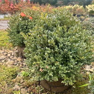 Buxus Green Velvet