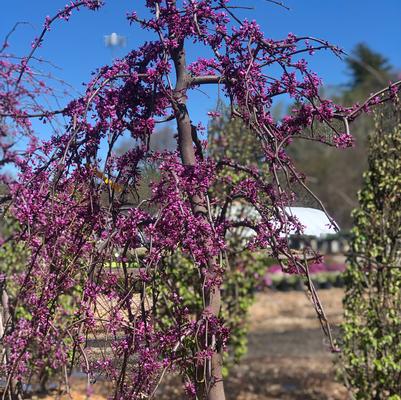 Cercis canadensis Ruby Falls