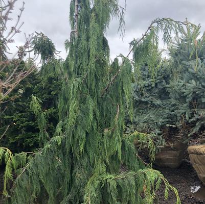 Chamaecyparis nootkatensis Pendula