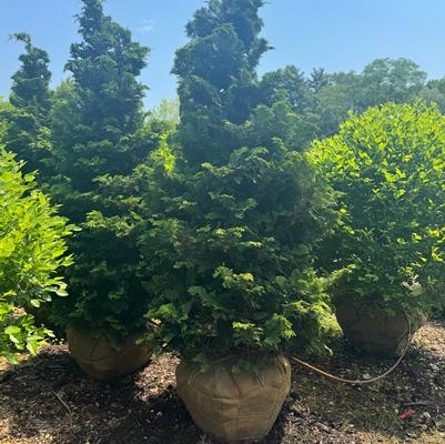 Chamaecyparis obtusa Gracilis Compacta