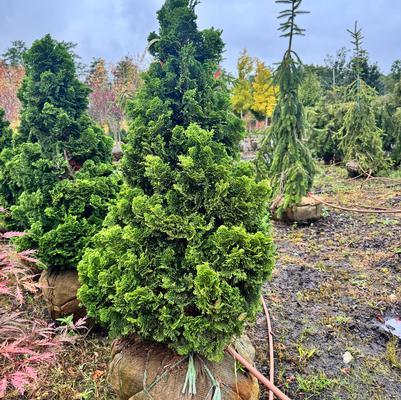 Chamaecyparis obtusa Nana Gracilis