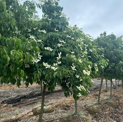 Cornus kousa 
