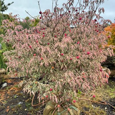 Cornus kousa Wolf Eyes